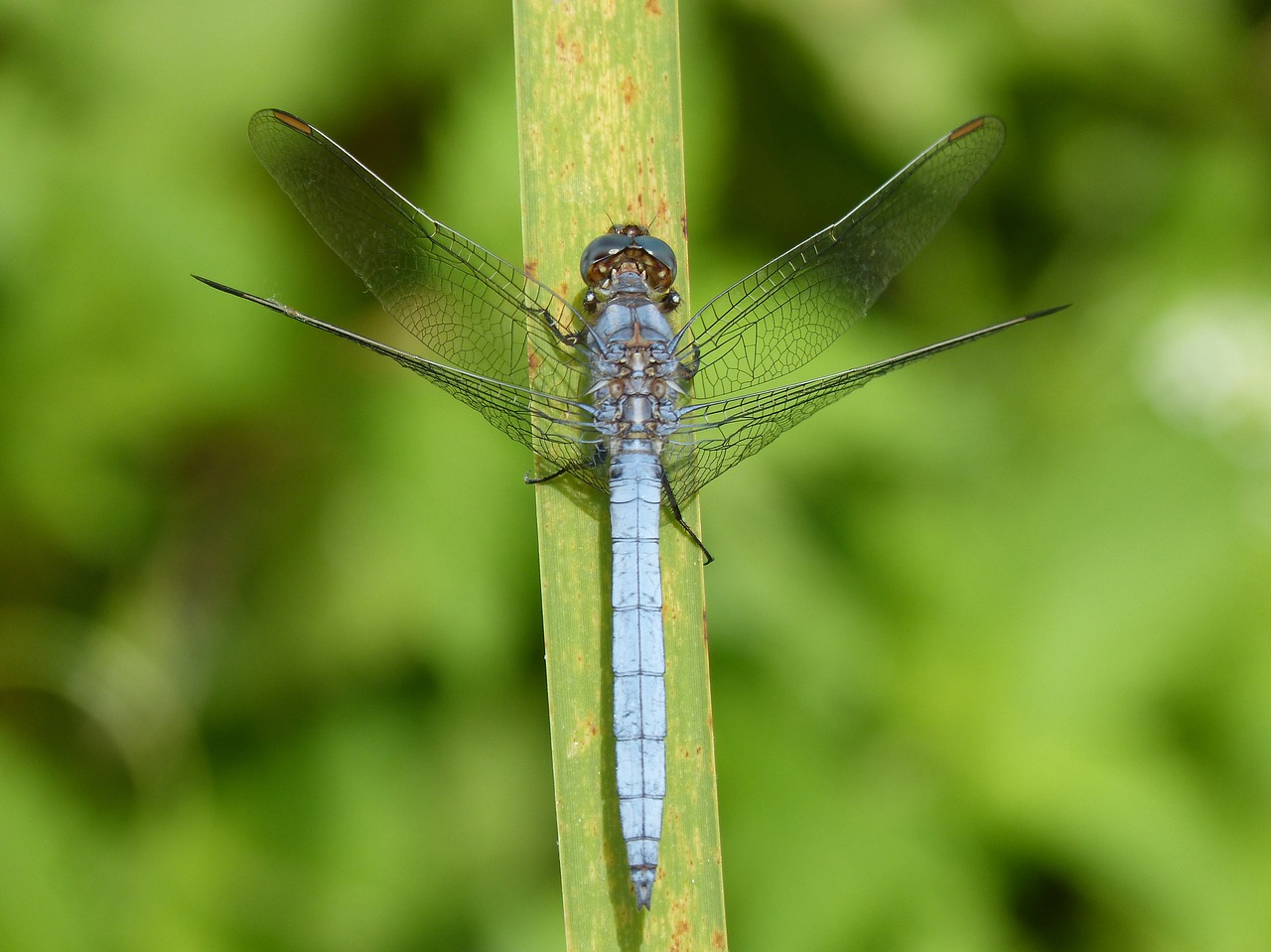 dragonfly blue dragonfly leaf free photo