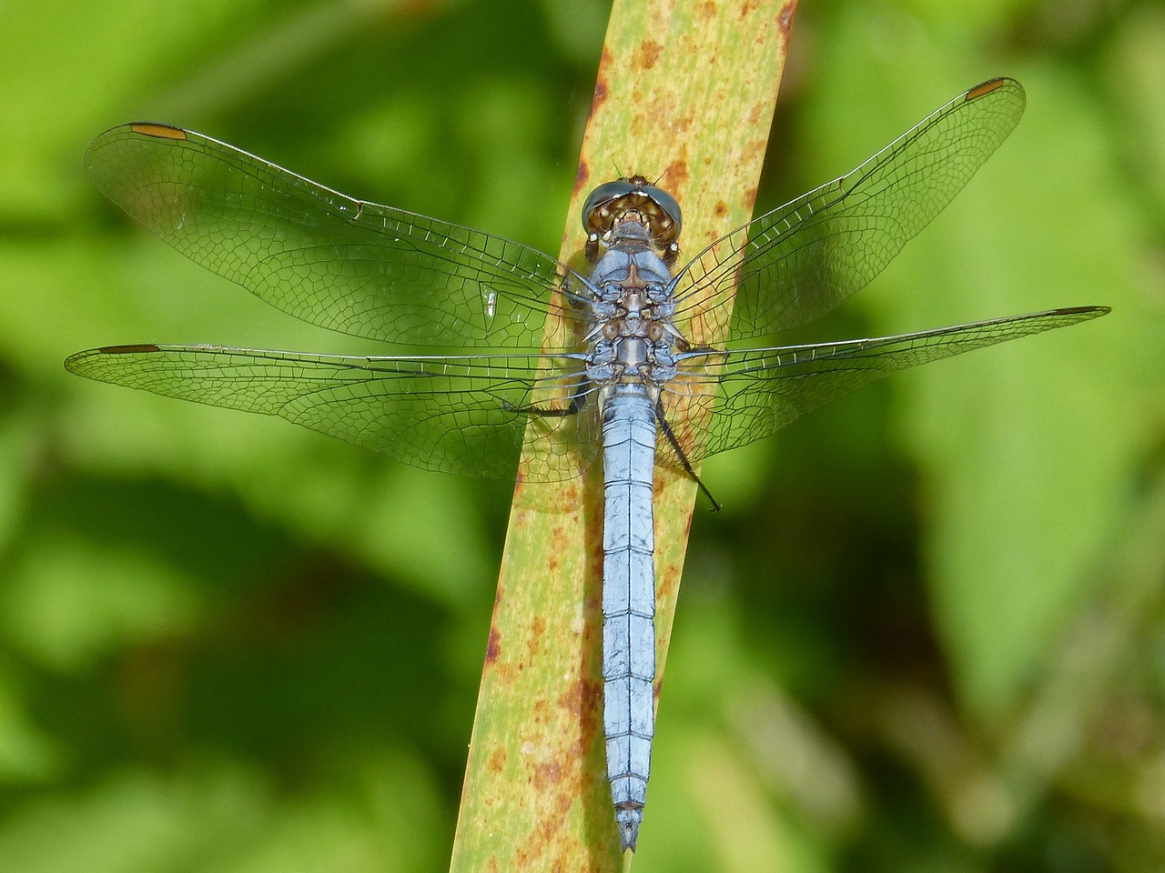 dragonfly blue dragonfly leaf free photo