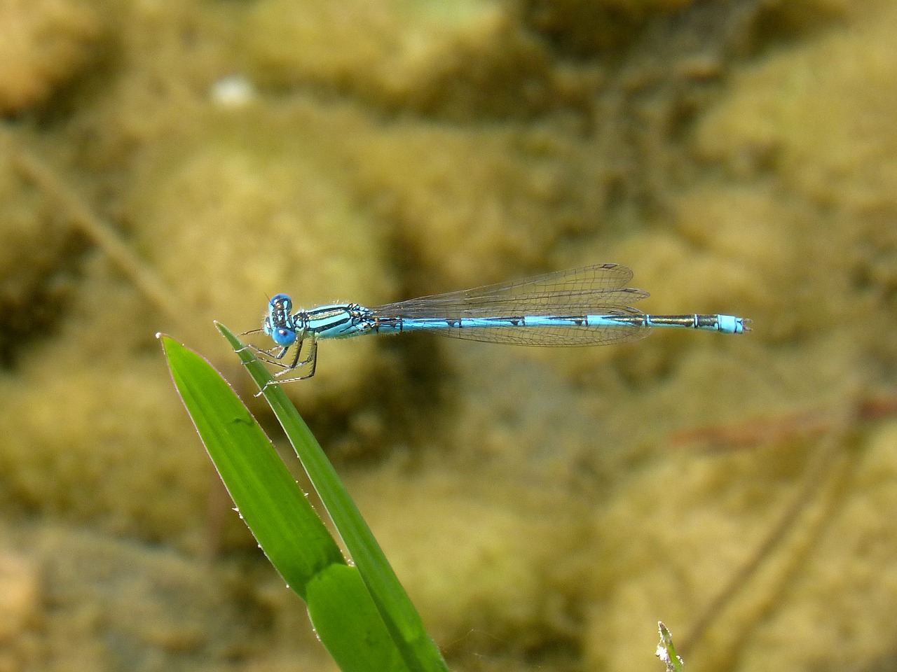 dragonfly blue dragonfly leaf free photo