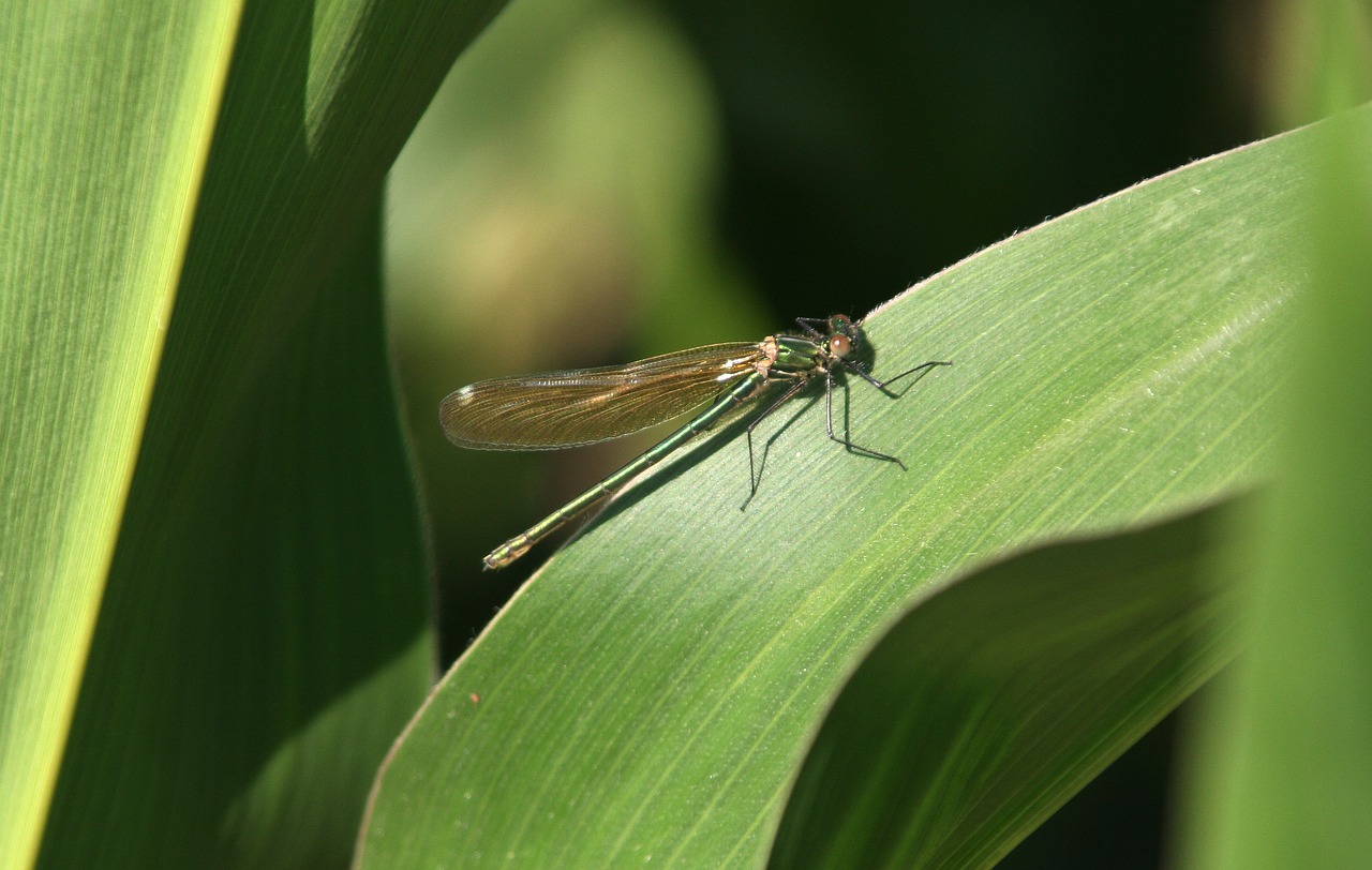 dragonfly leaf corn free photo