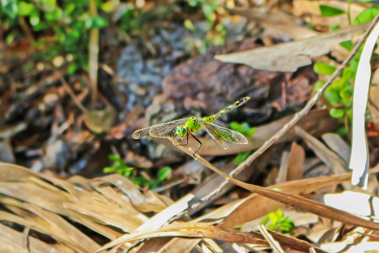 dragonfly insect libellulidae free photo