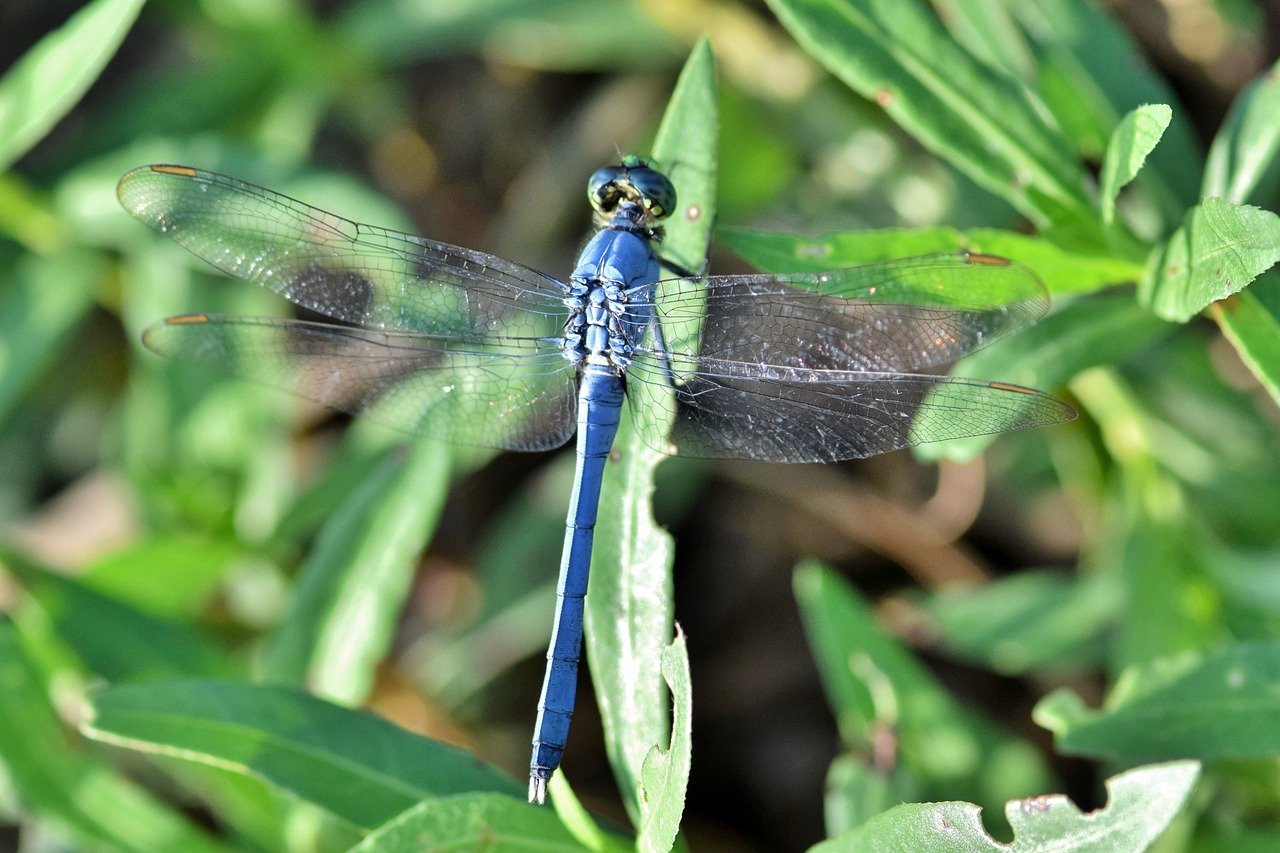 dragonfly pondhawk eastern pondhawk free photo