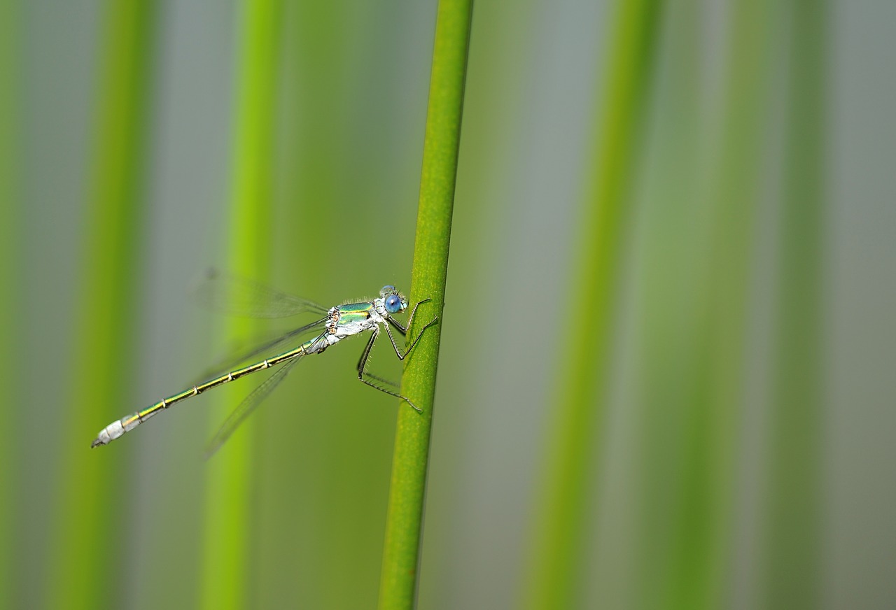 dragonfly insect nature free photo