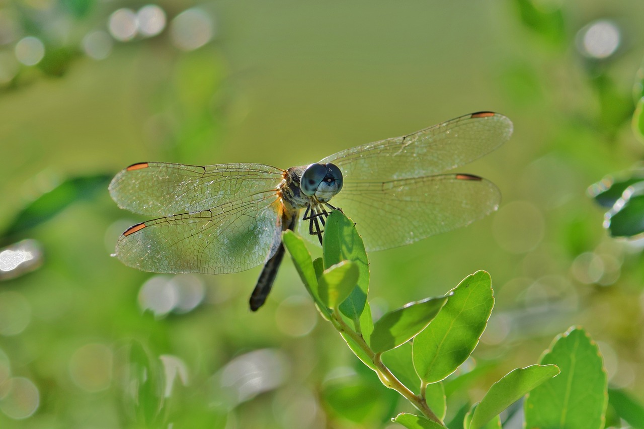 dragonfly insect winged insect free photo