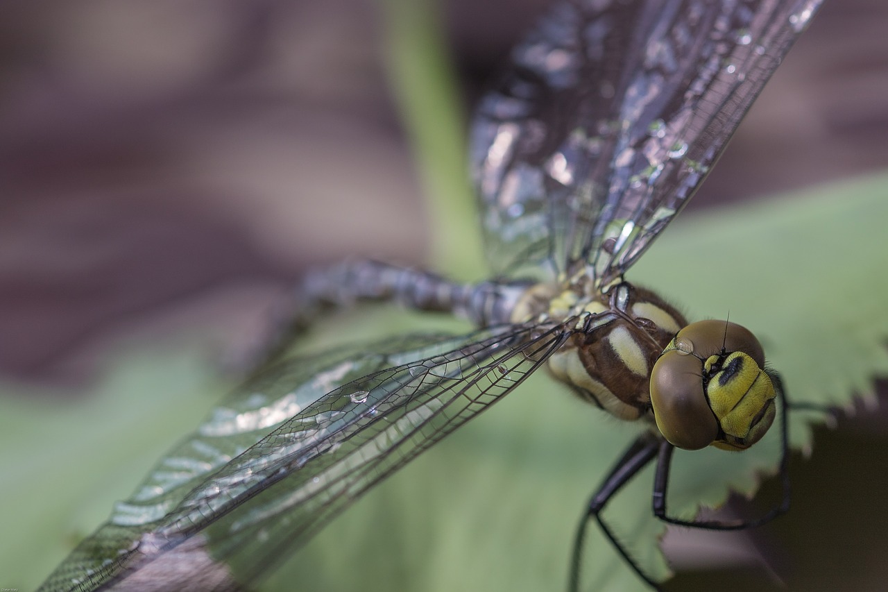 dragonfly hawker insect free photo