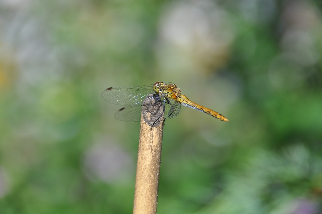 dragonfly red dragonfly insect free photo