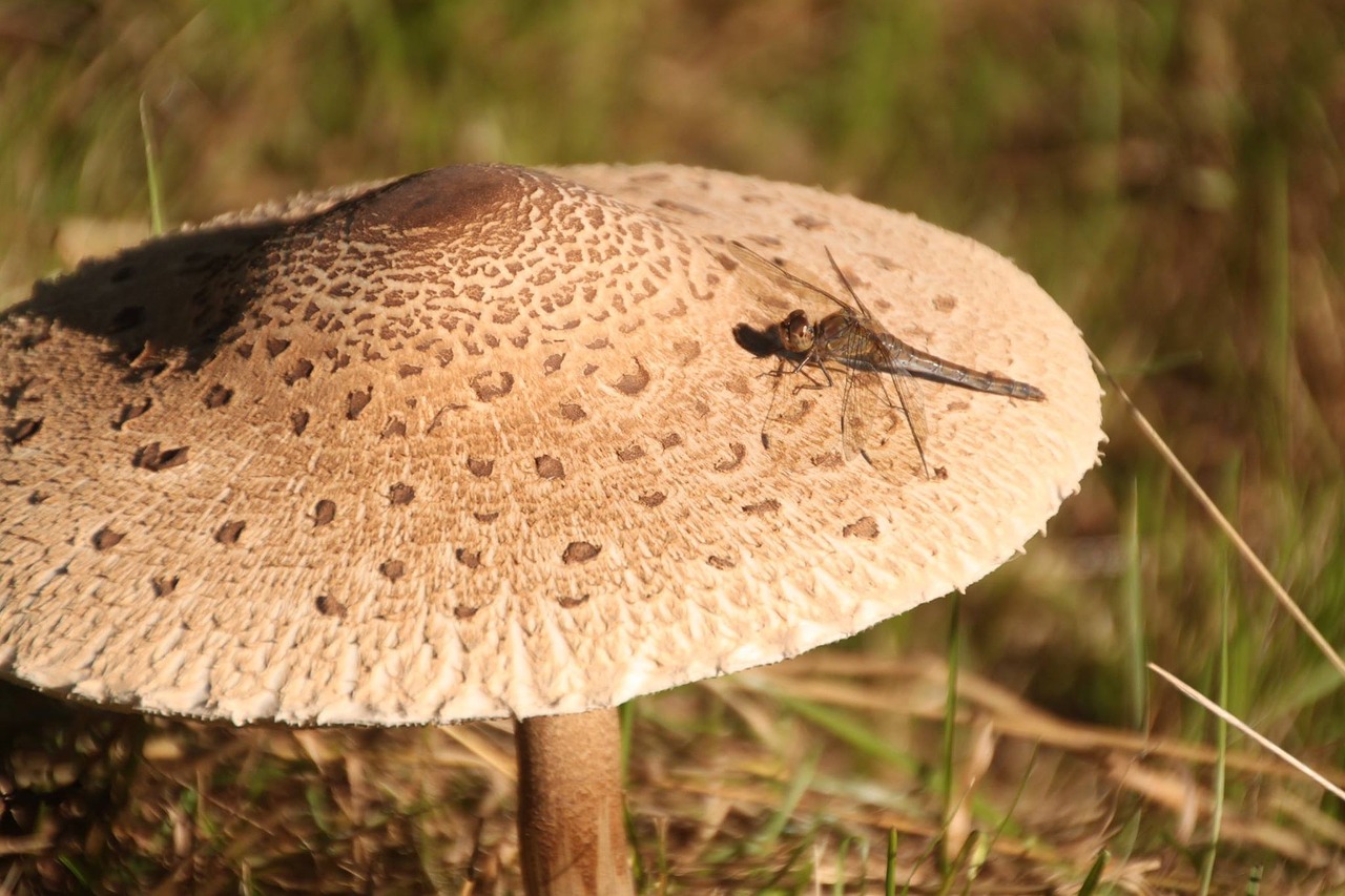 dragonfly mushroom nature free photo