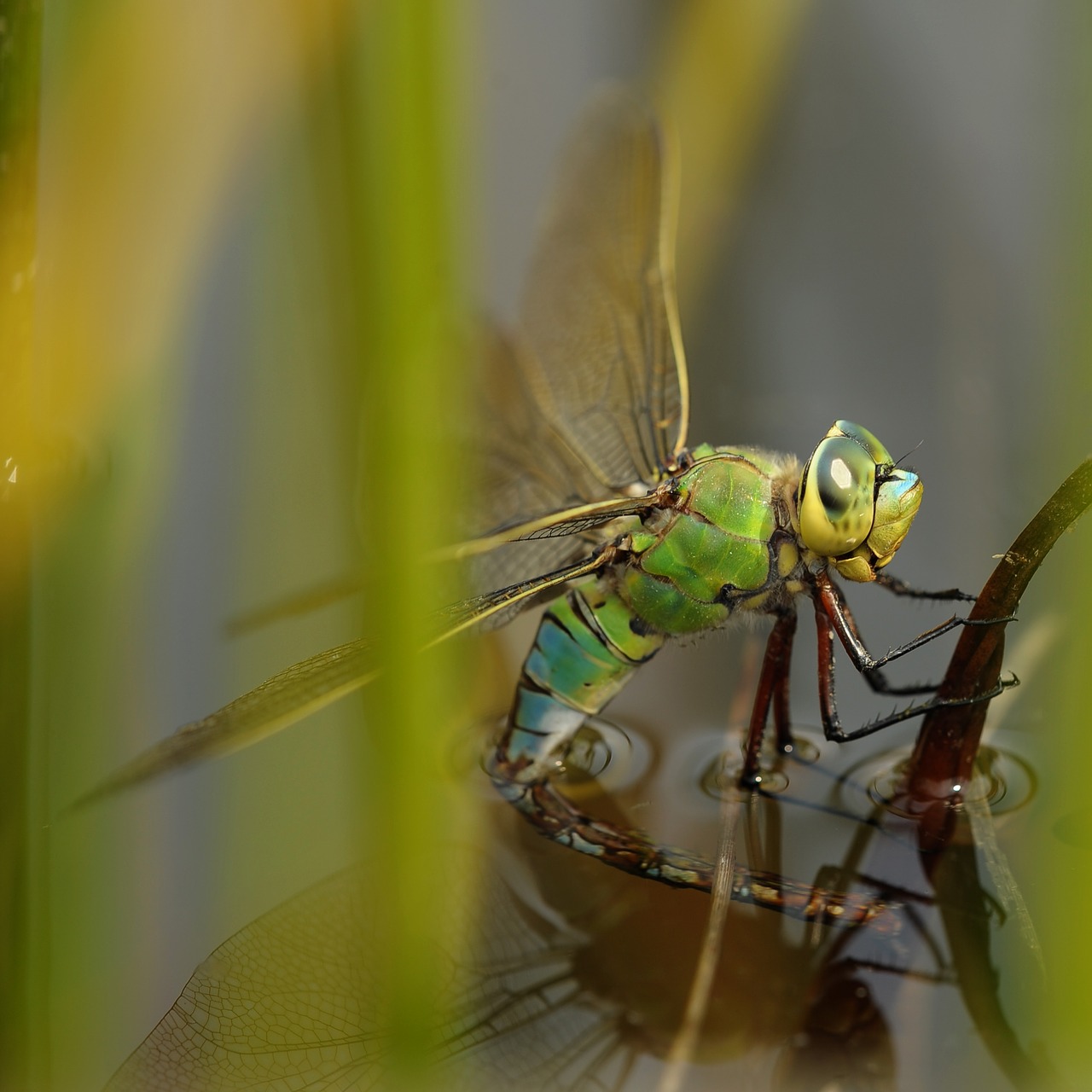 dragonfly hawker pond free photo