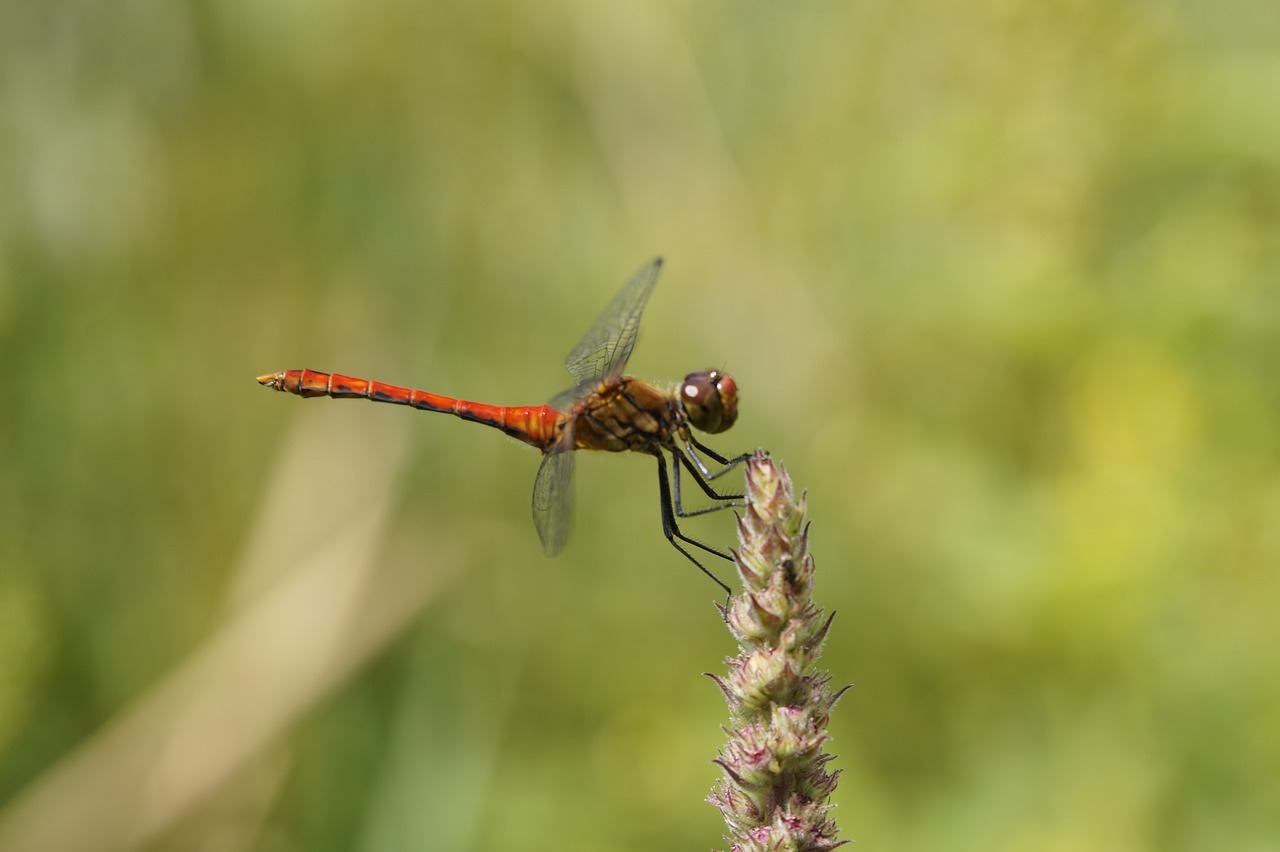 dragonfly red red dragonfly free photo