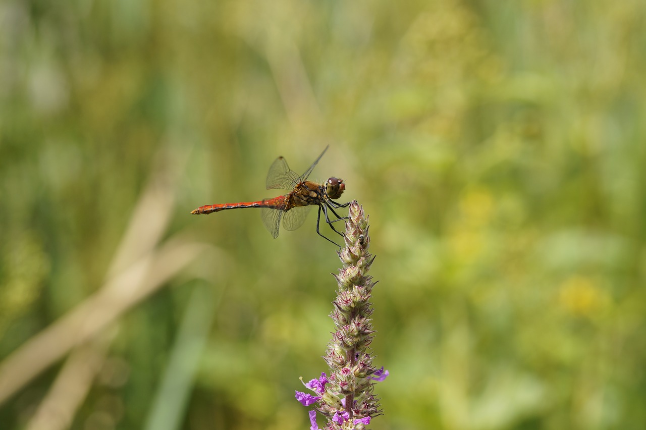 dragonfly red red dragonfly free photo