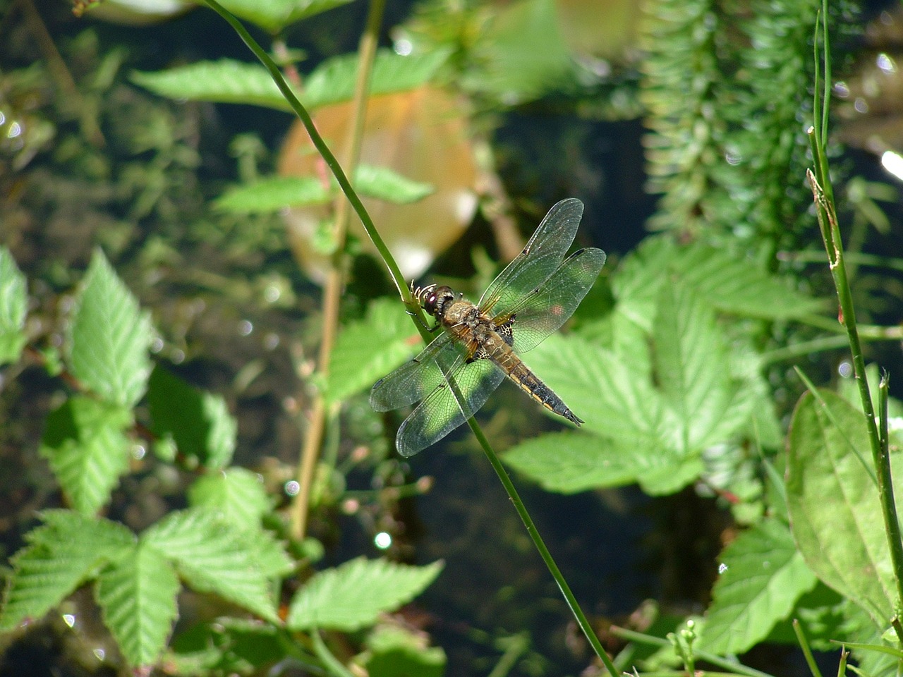 dragonfly pond insect free photo