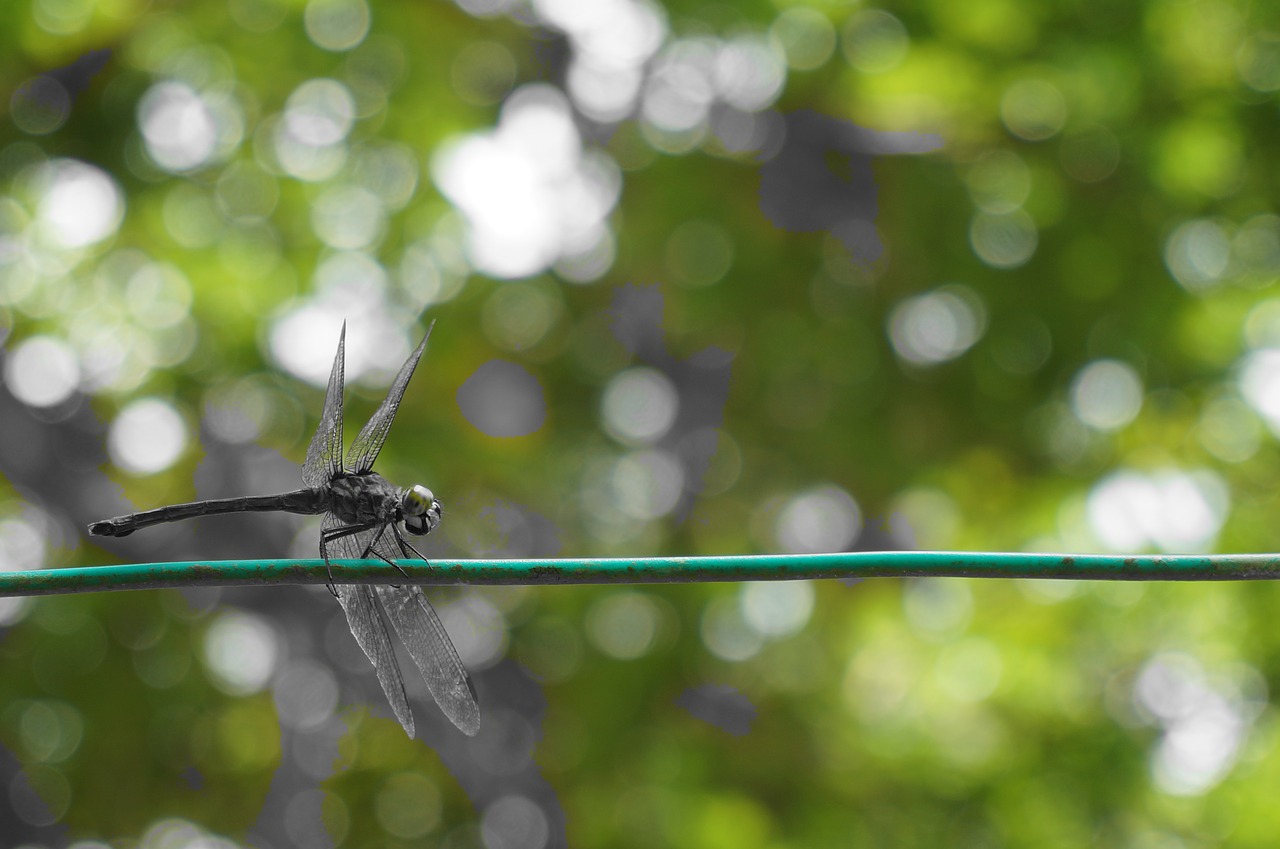 dragonfly insect bug free photo