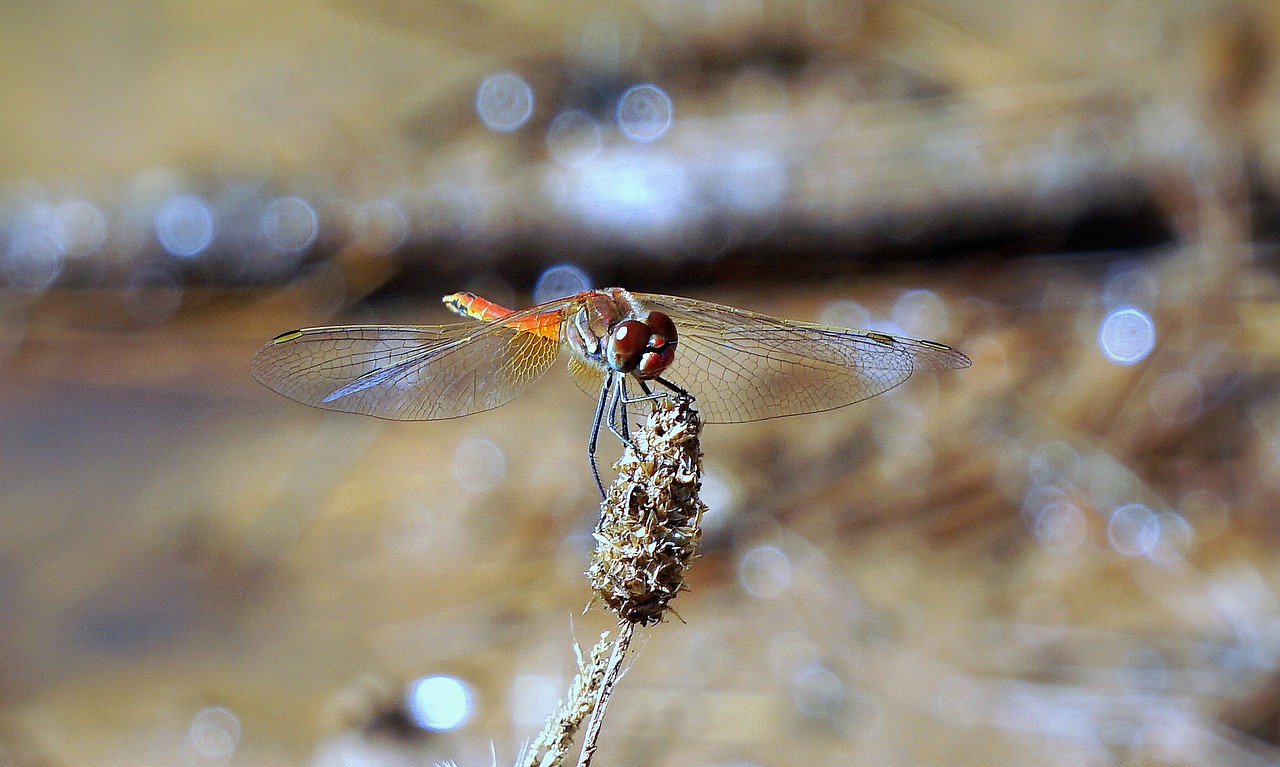 dragonfly insect red dragonfly free photo