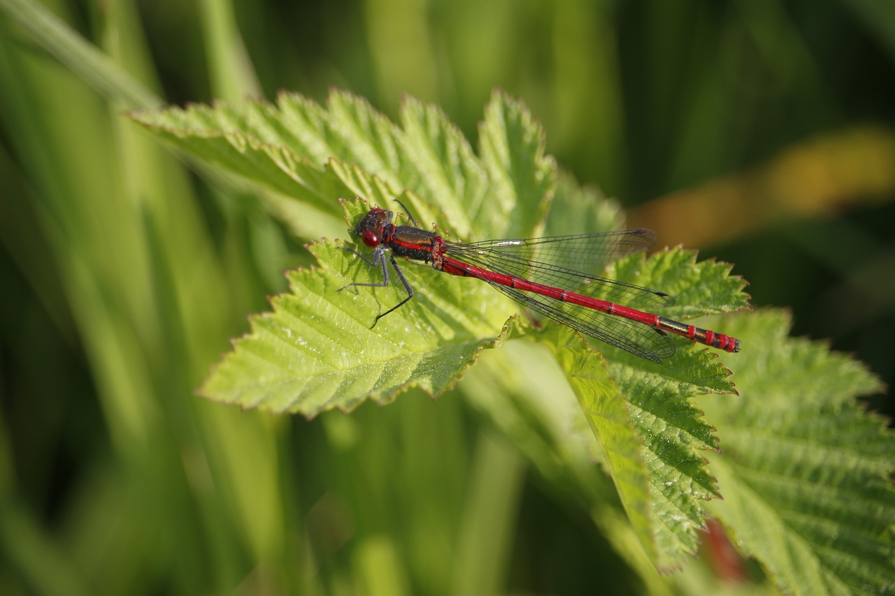 dragonfly insect leaf free photo