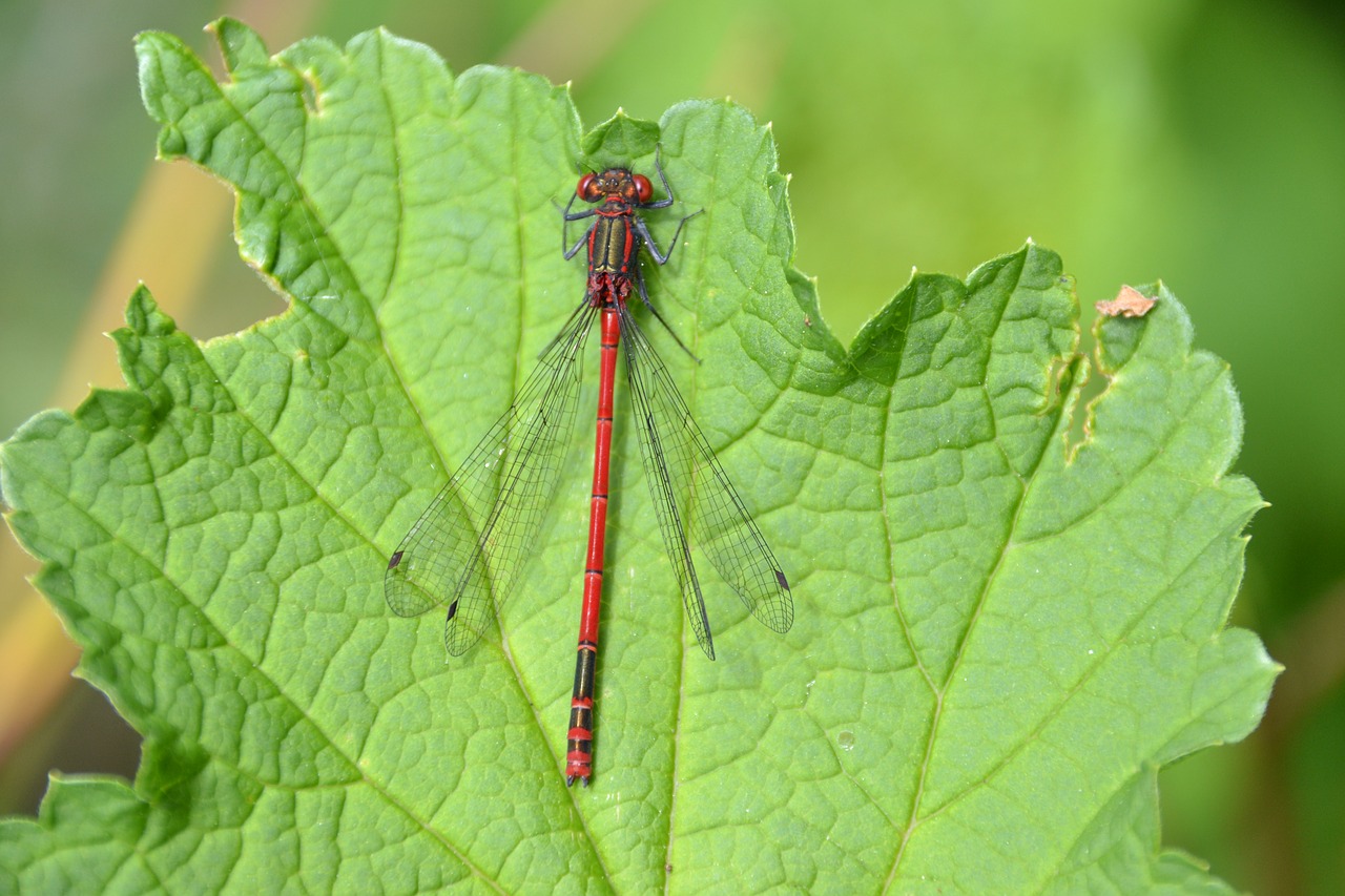 dragonfly red leaf free photo