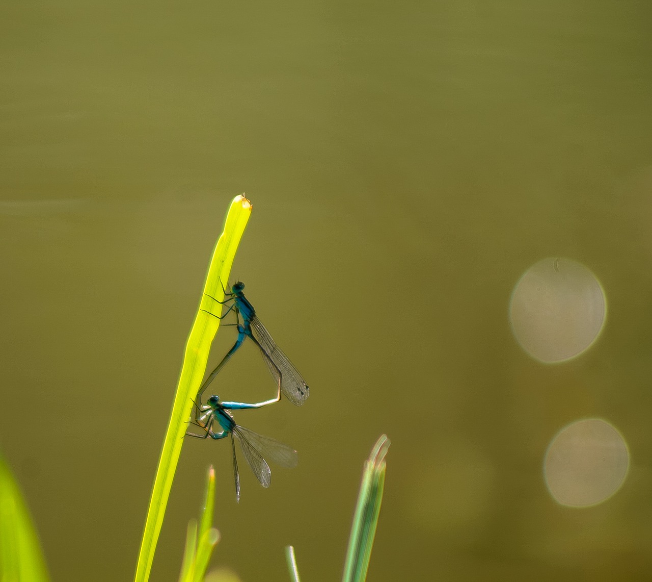 dragonfly dragonfly mating mating free photo