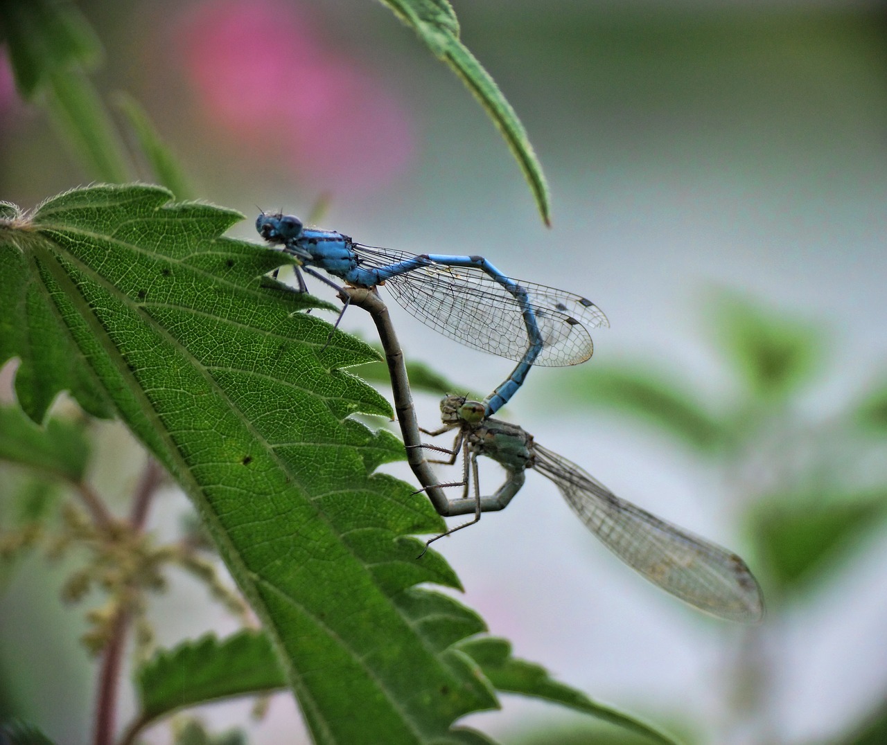 dragonfly prey predator free photo
