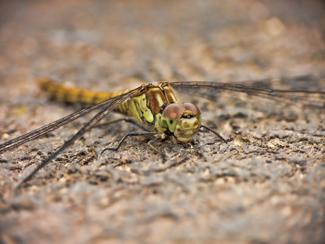 dragonfly wings insect free photo