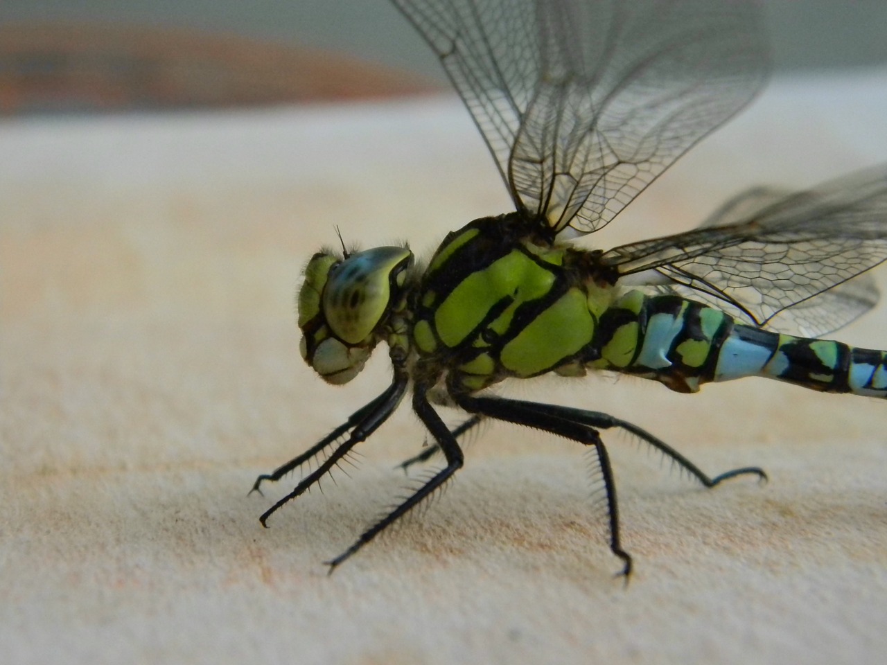 dragonfly bug pond free photo