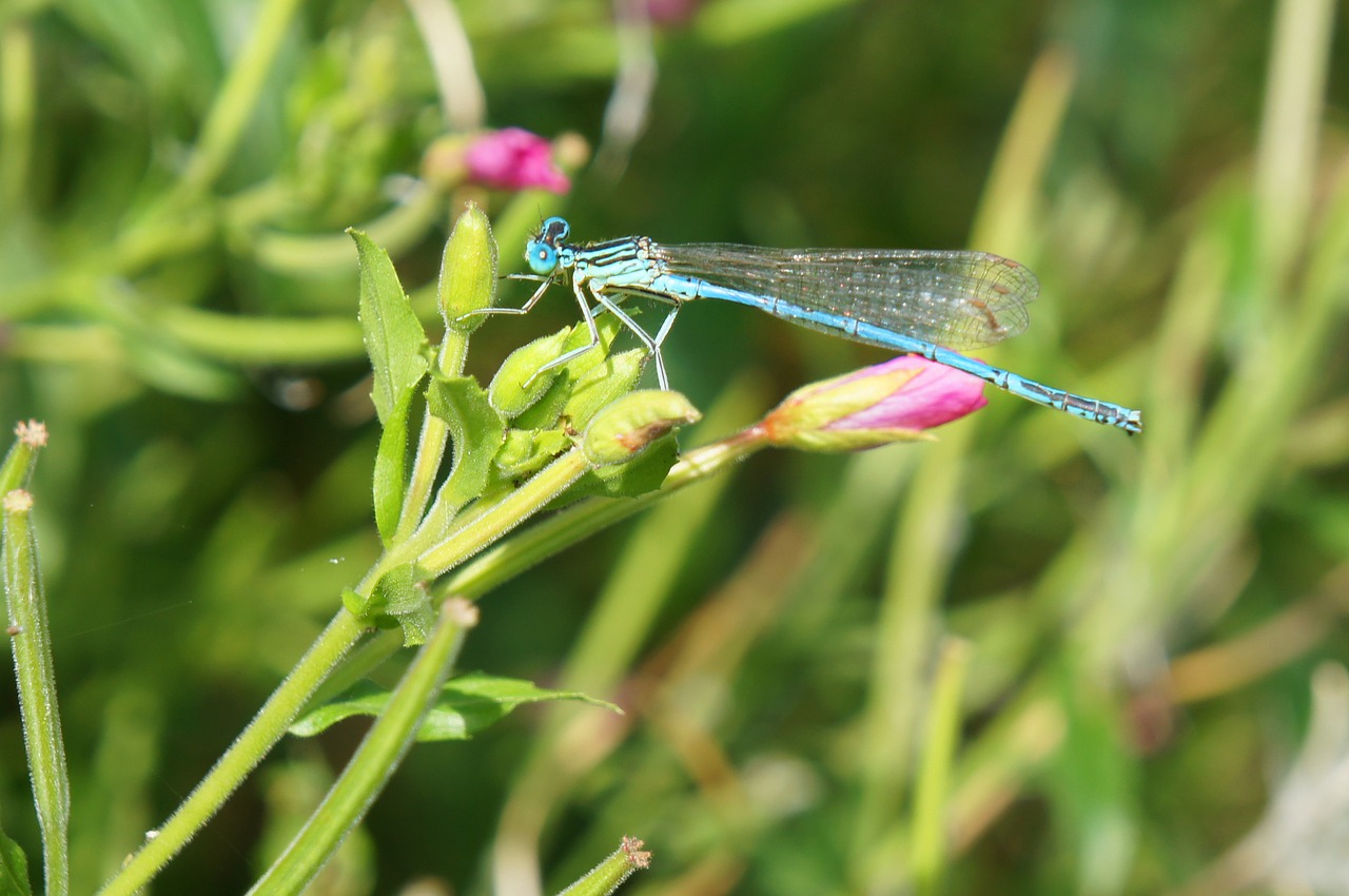 dragonfly insects nature free photo