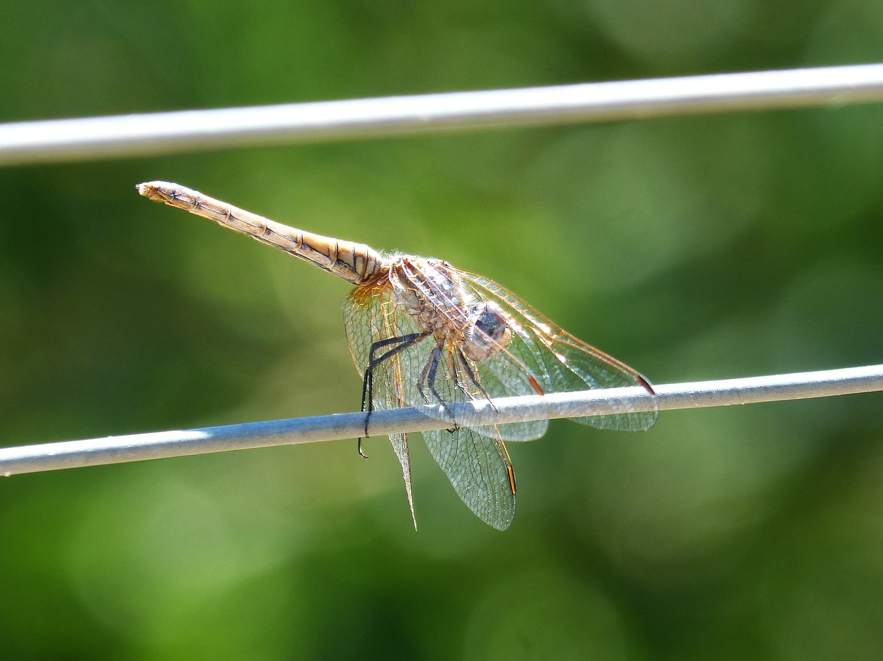 dragonfly cable wire free photo