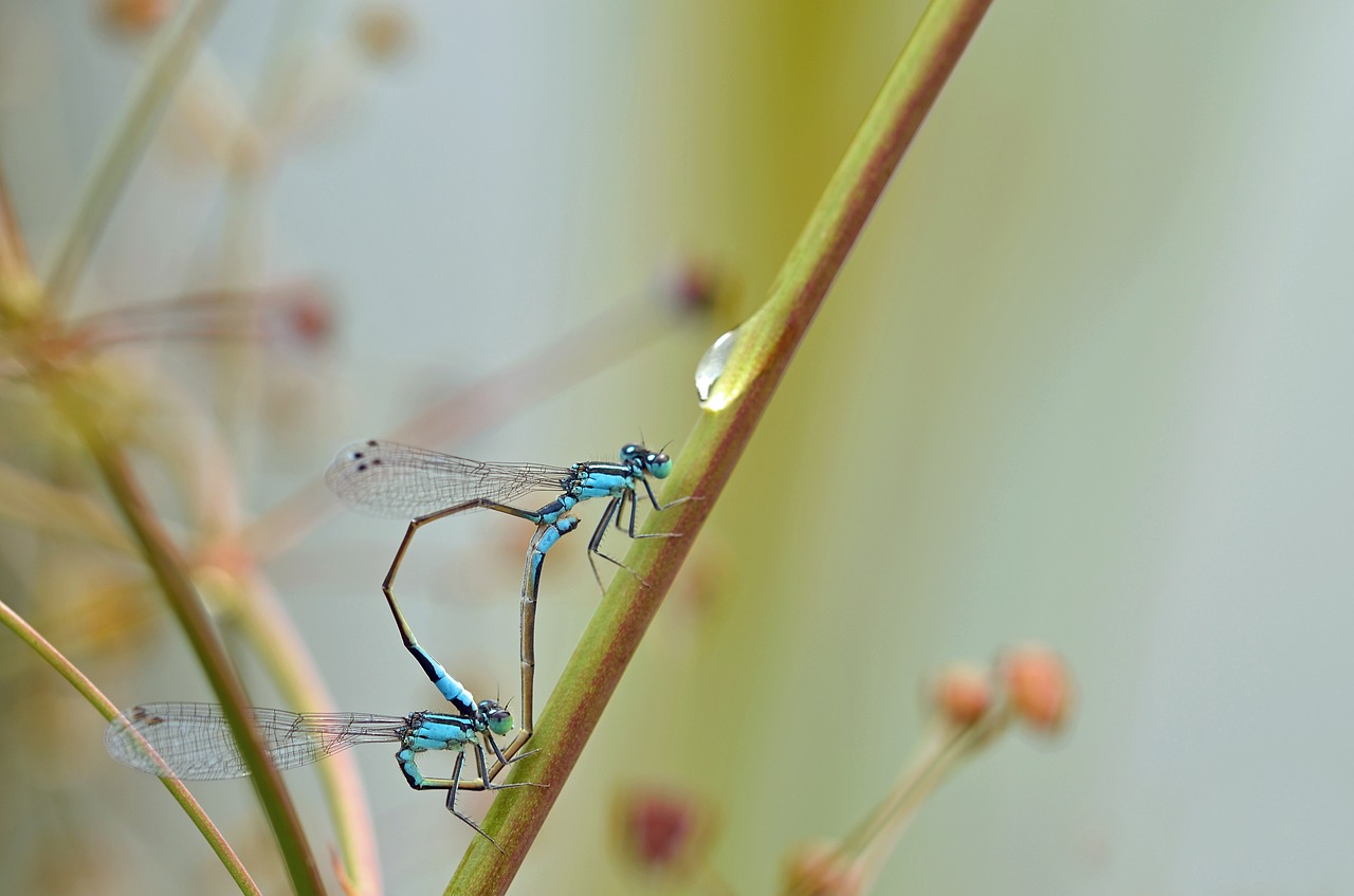 dragonfly insect pairing free photo