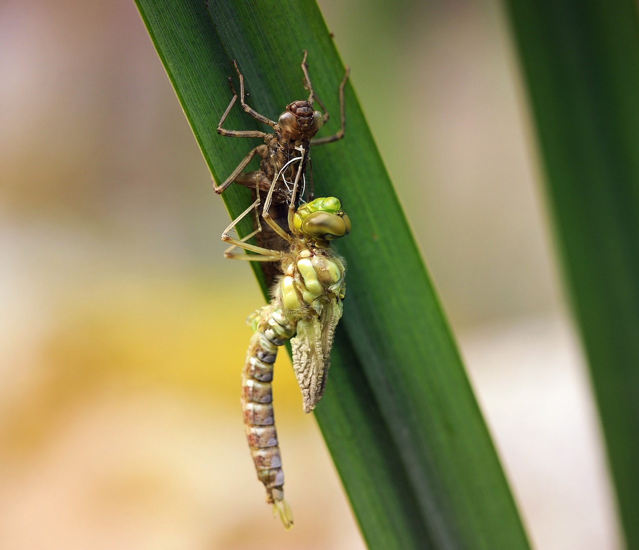dragonfly young animal larva free photo