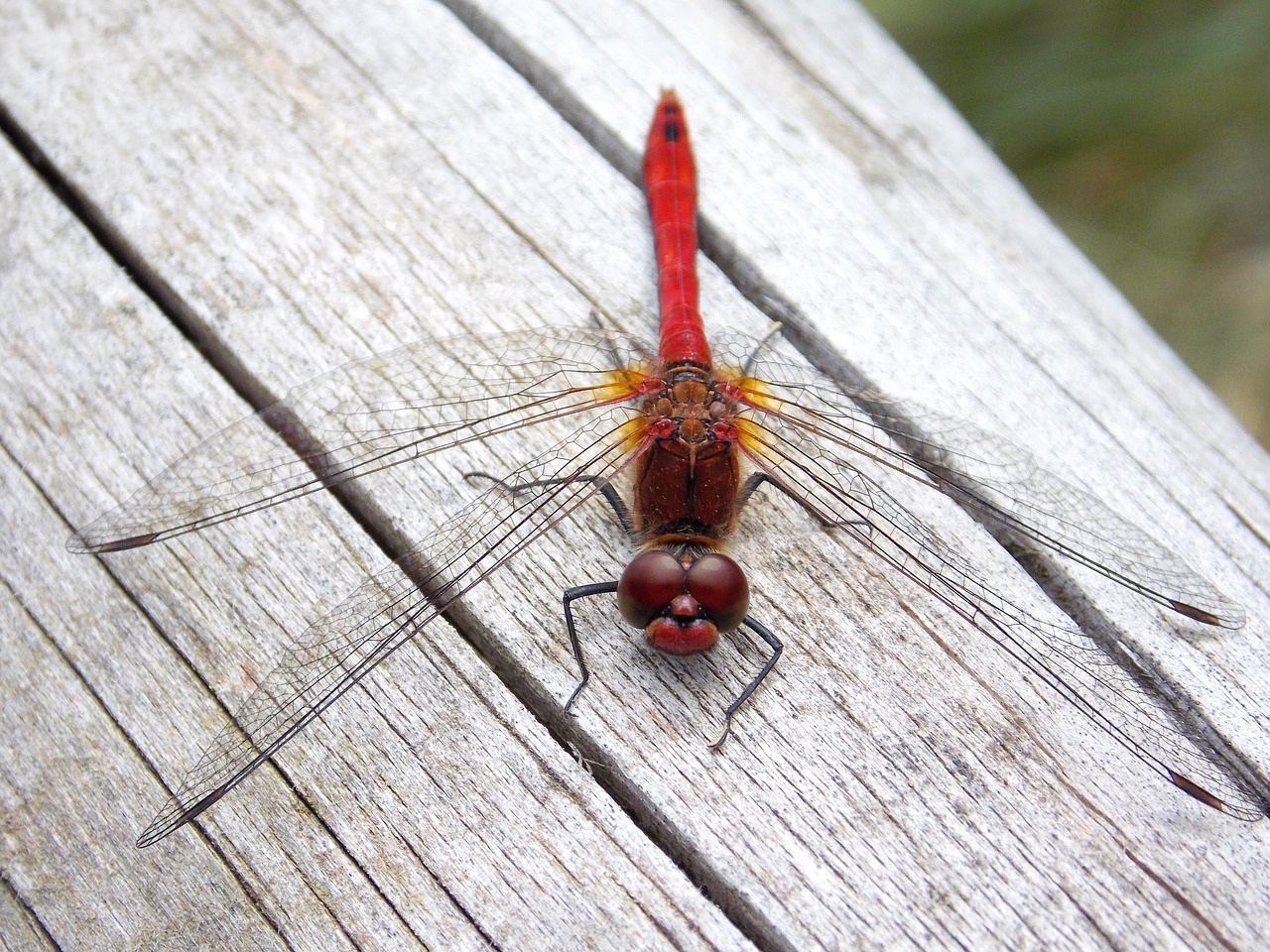 dragonfly red dragonfly macro free photo