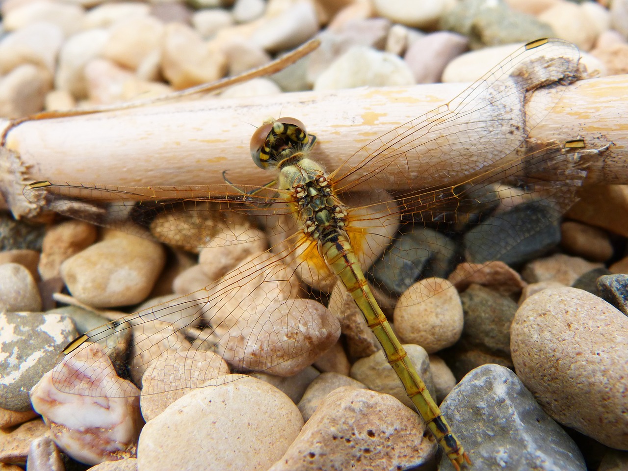 dragonfly yellow dragonfly cane free photo