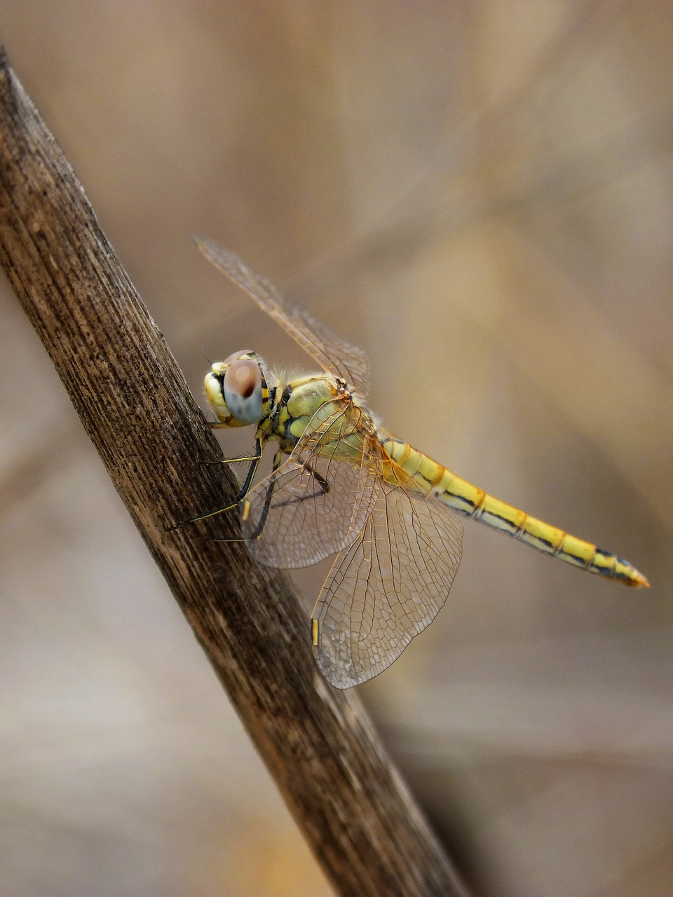 dragonfly yellow dragonfly cane free photo