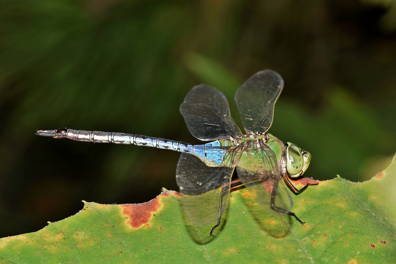 dragonfly insect winged insect free photo