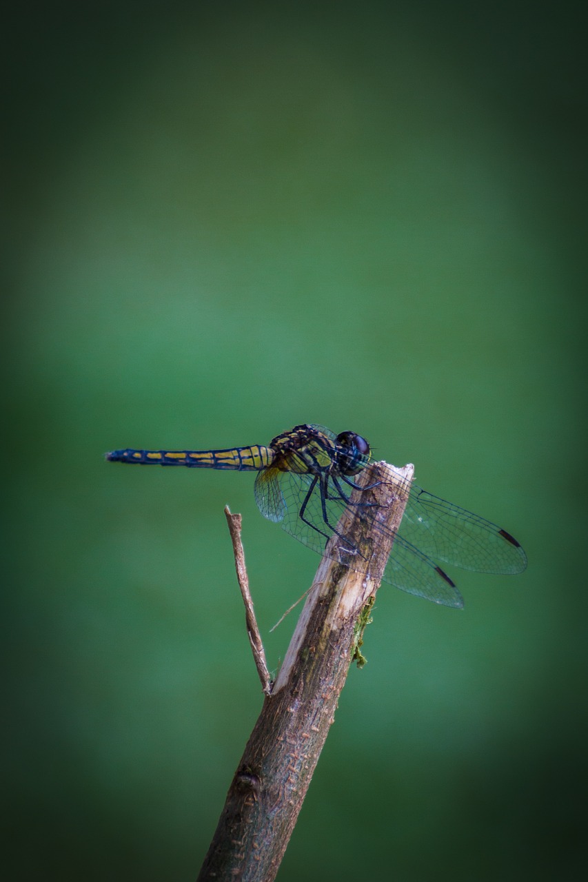 dragonfly insects nature free photo