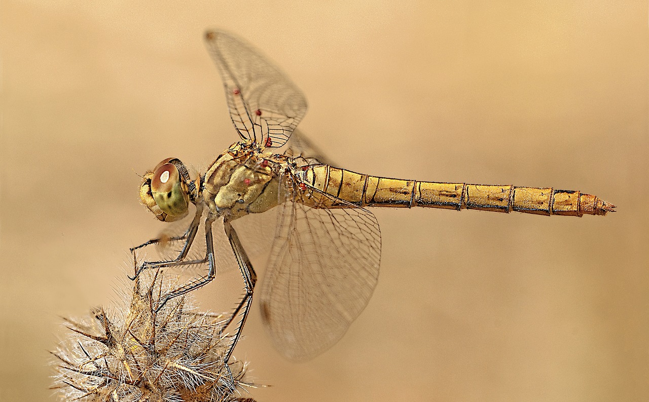 dragonfly macro photography nature free photo