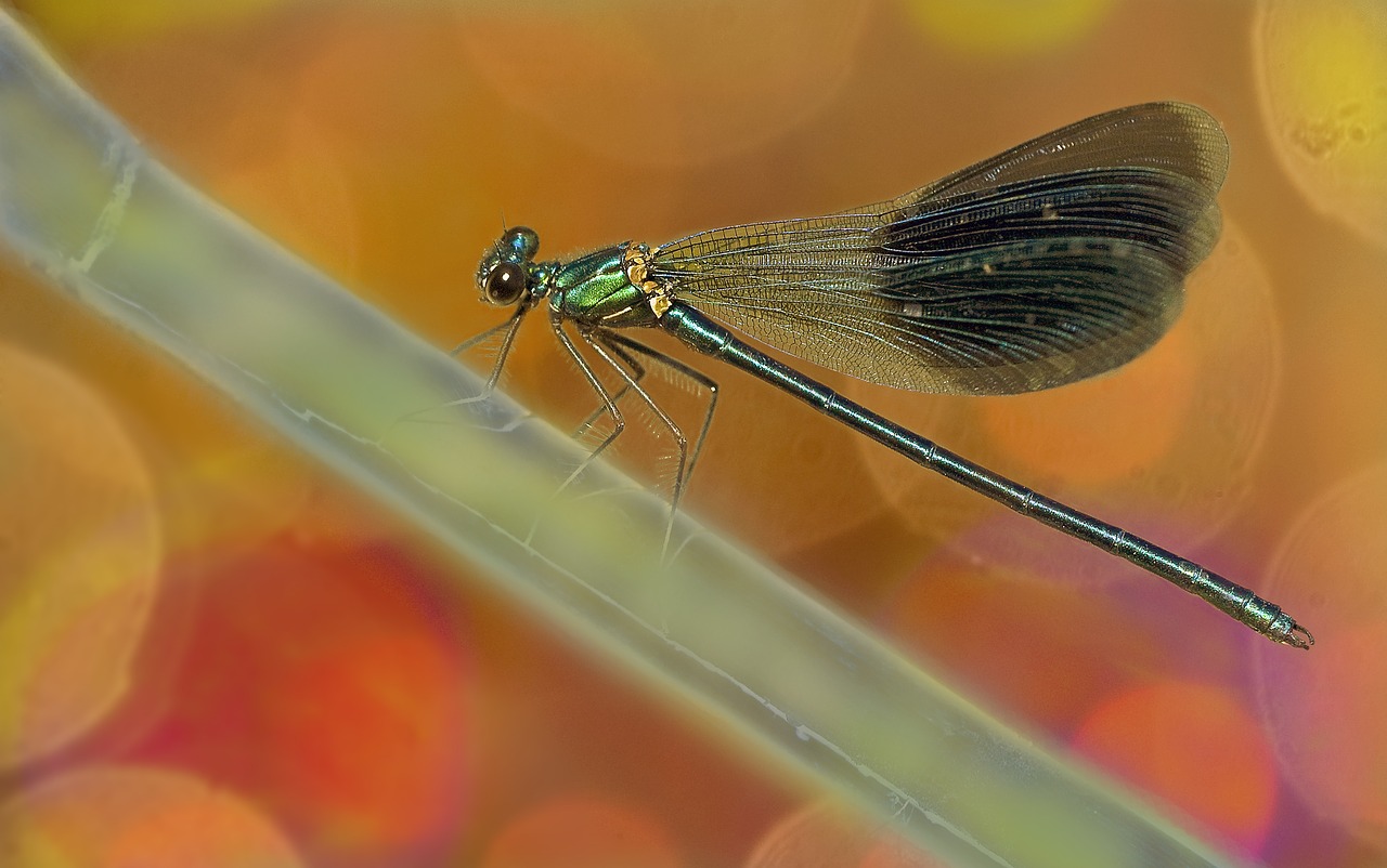 dragonfly nature macro free photo