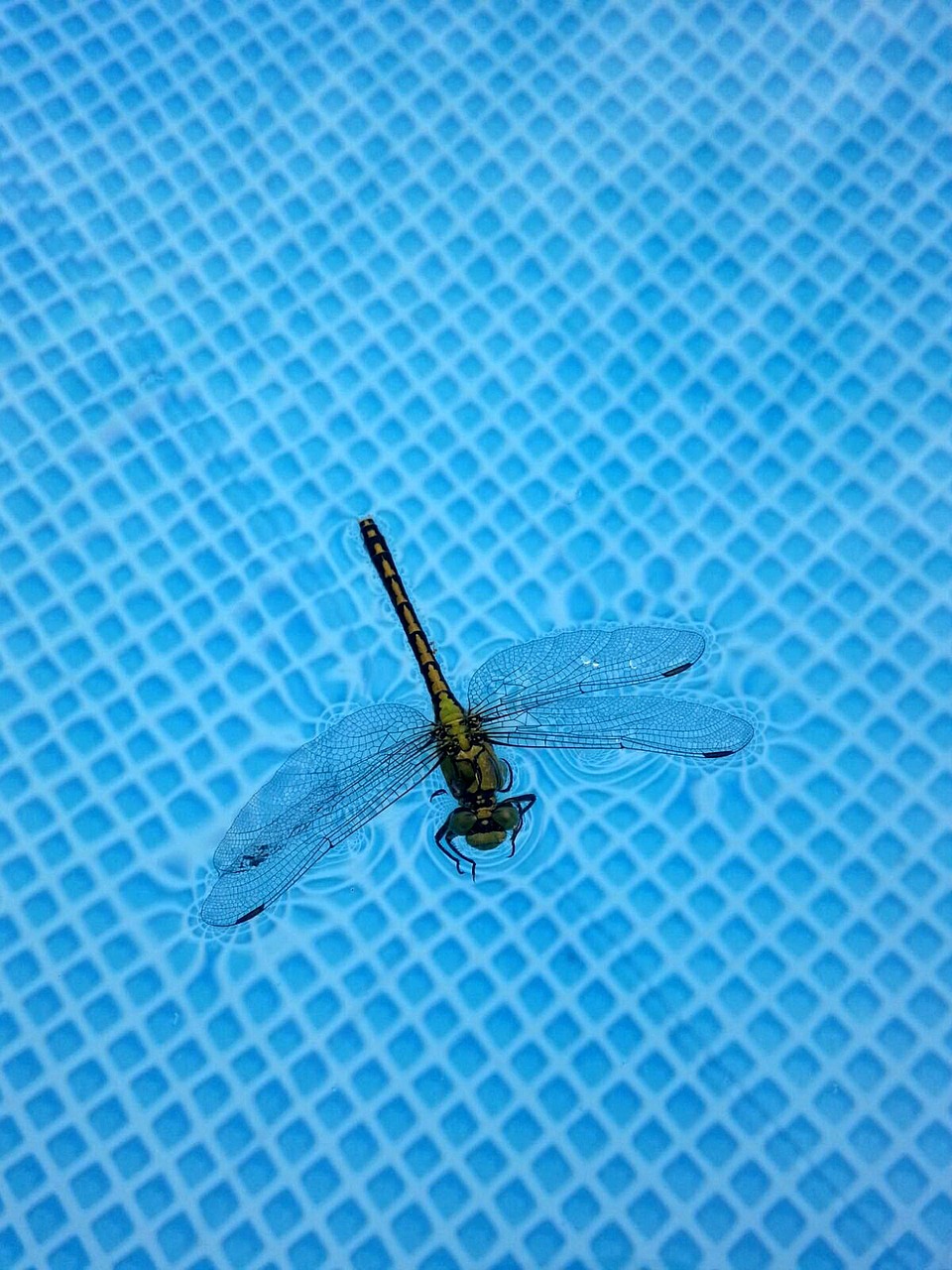 dragonfly insect dragonflies free photo