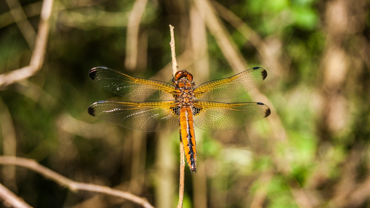 dragonfly nature bug free photo