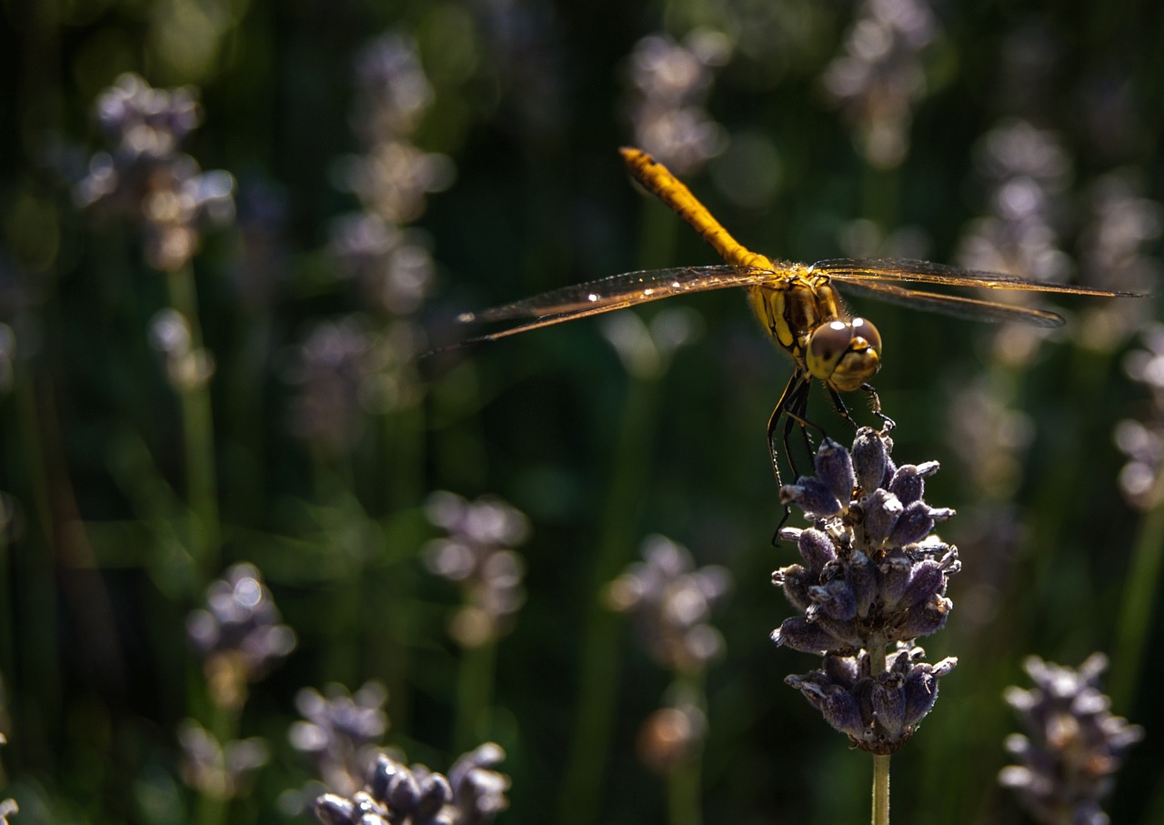 dragonfly nature bug free photo