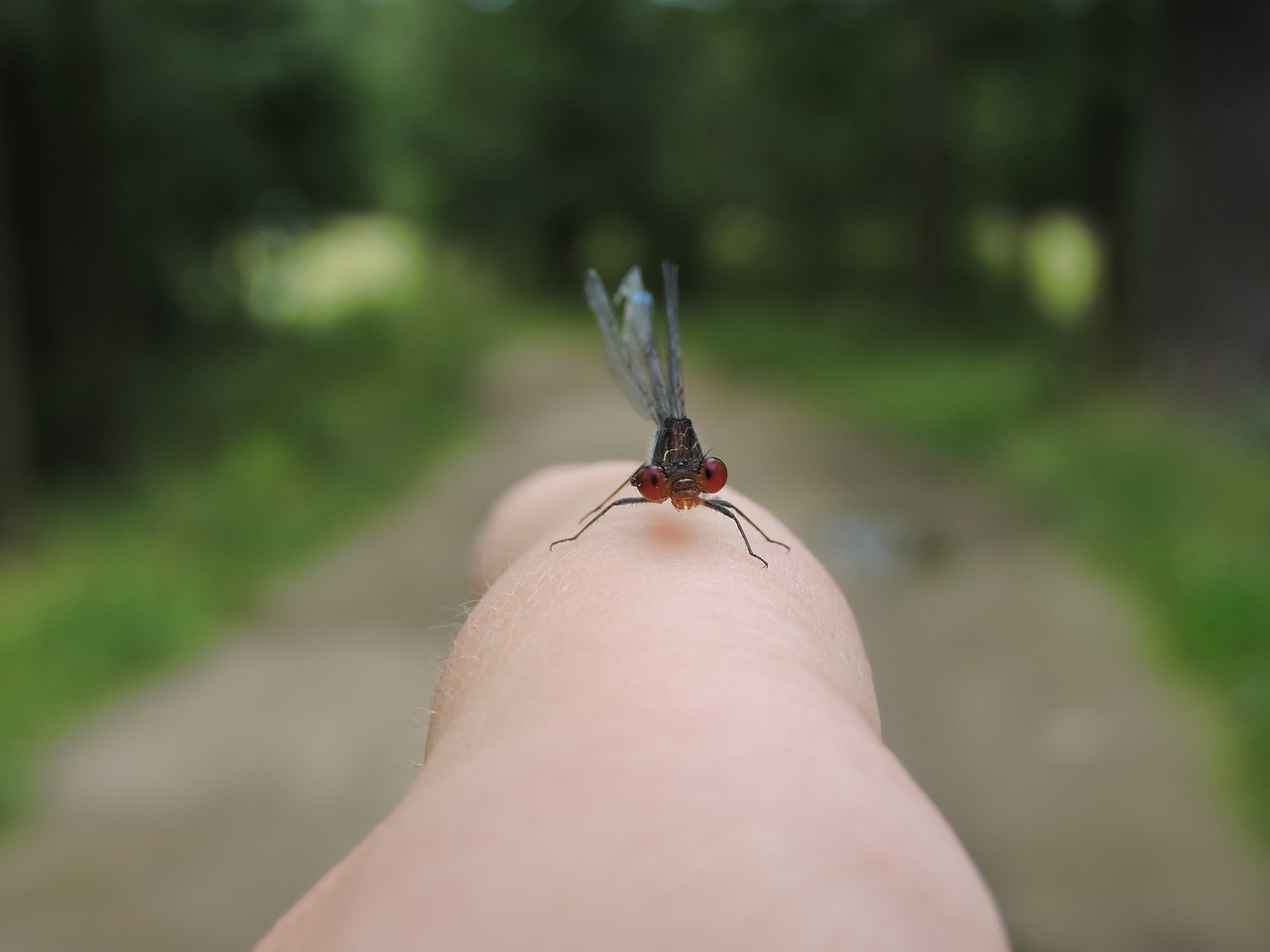 dragonfly nature insect free photo