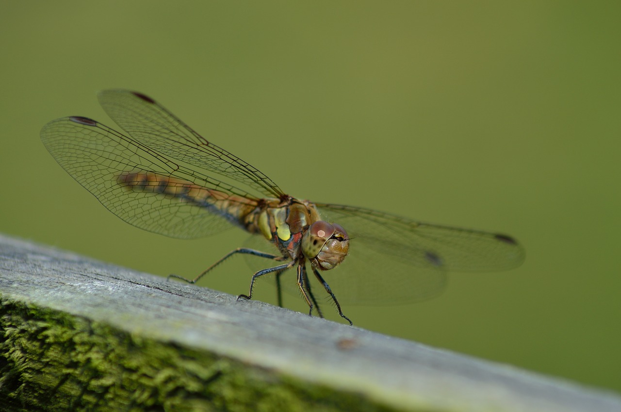 dragonfly nature natural free photo