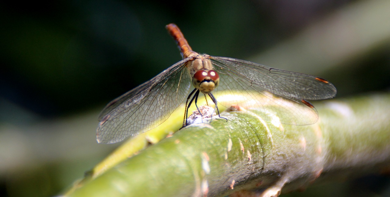 dragonfly insecta wings free photo