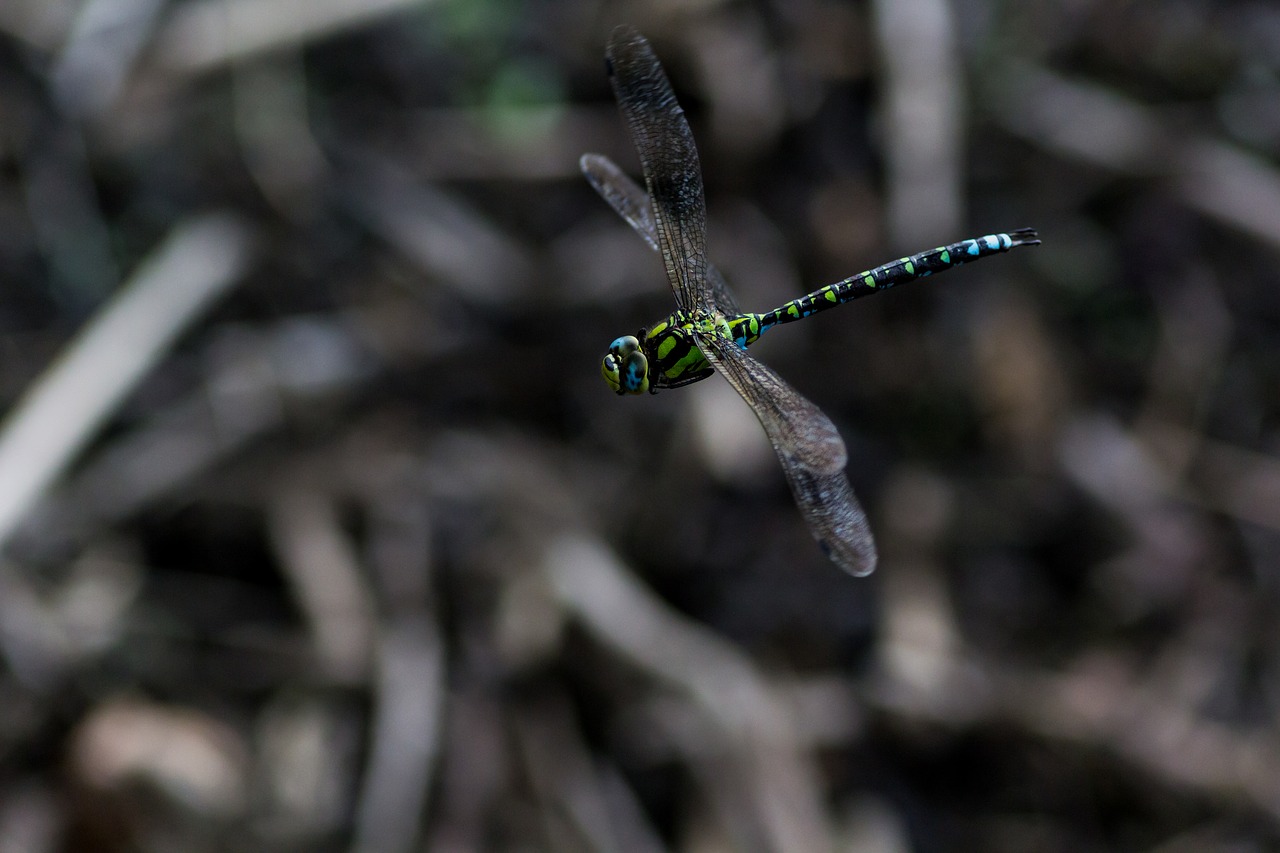 dragonfly fly flight insect free photo