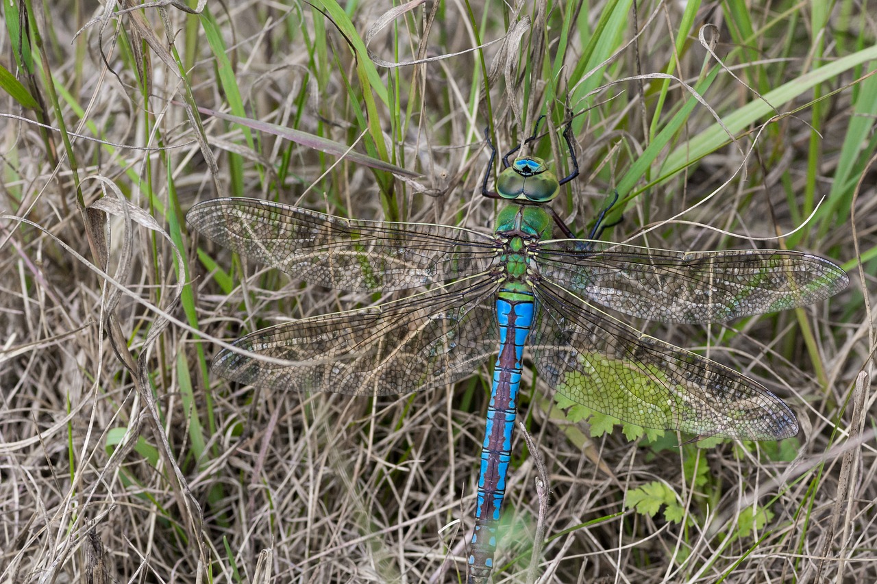 dragonfly flight insect meadow free photo