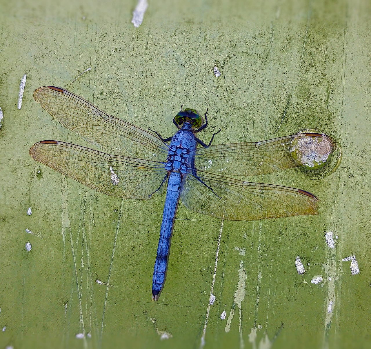 dragonfly blue insect free photo