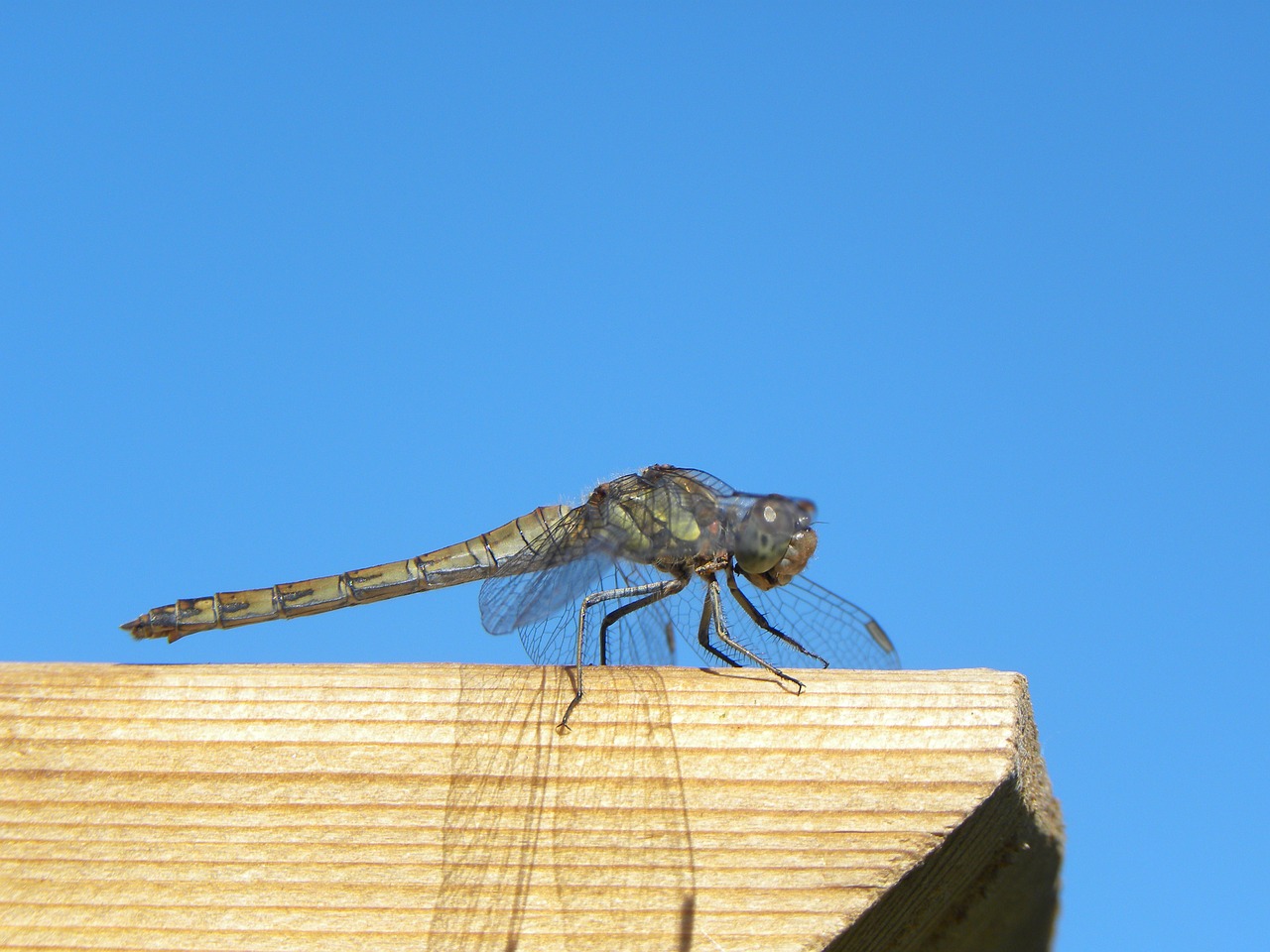 dragonfly bug summer free photo