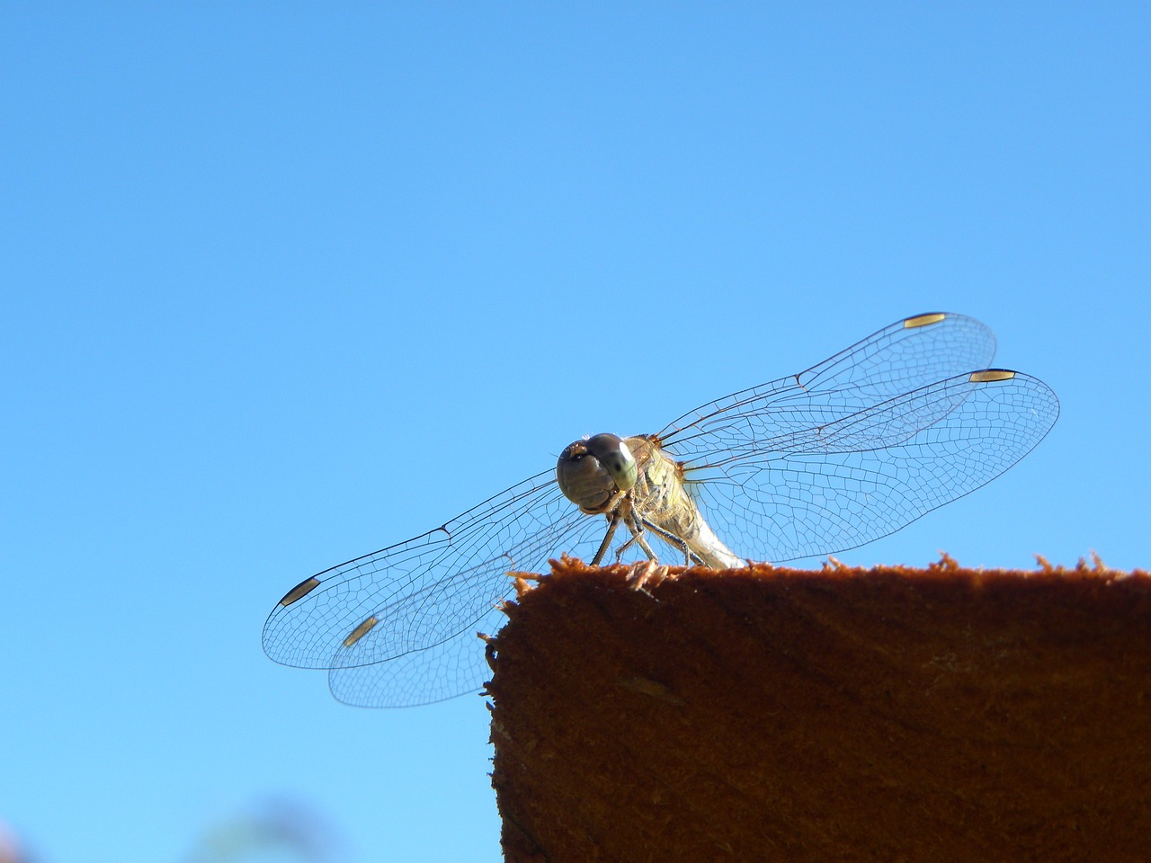 dragonfly bug summer free photo