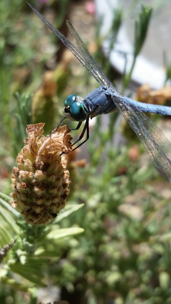 dragonfly flower grass free photo