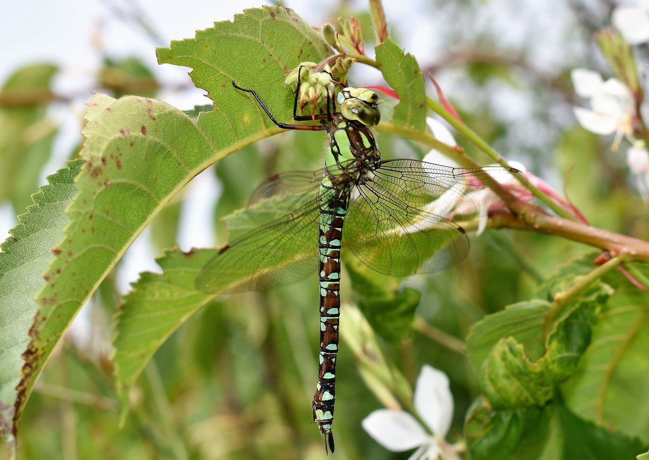 dragonfly animal insect free photo