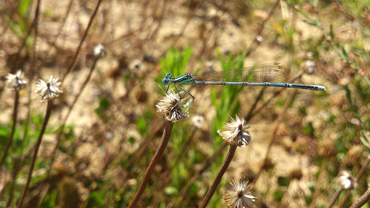 dragonfly grass insect free photo