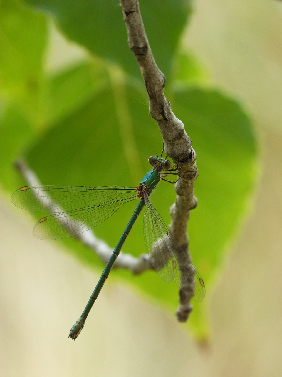 dragonfly green dragonfly detail free photo