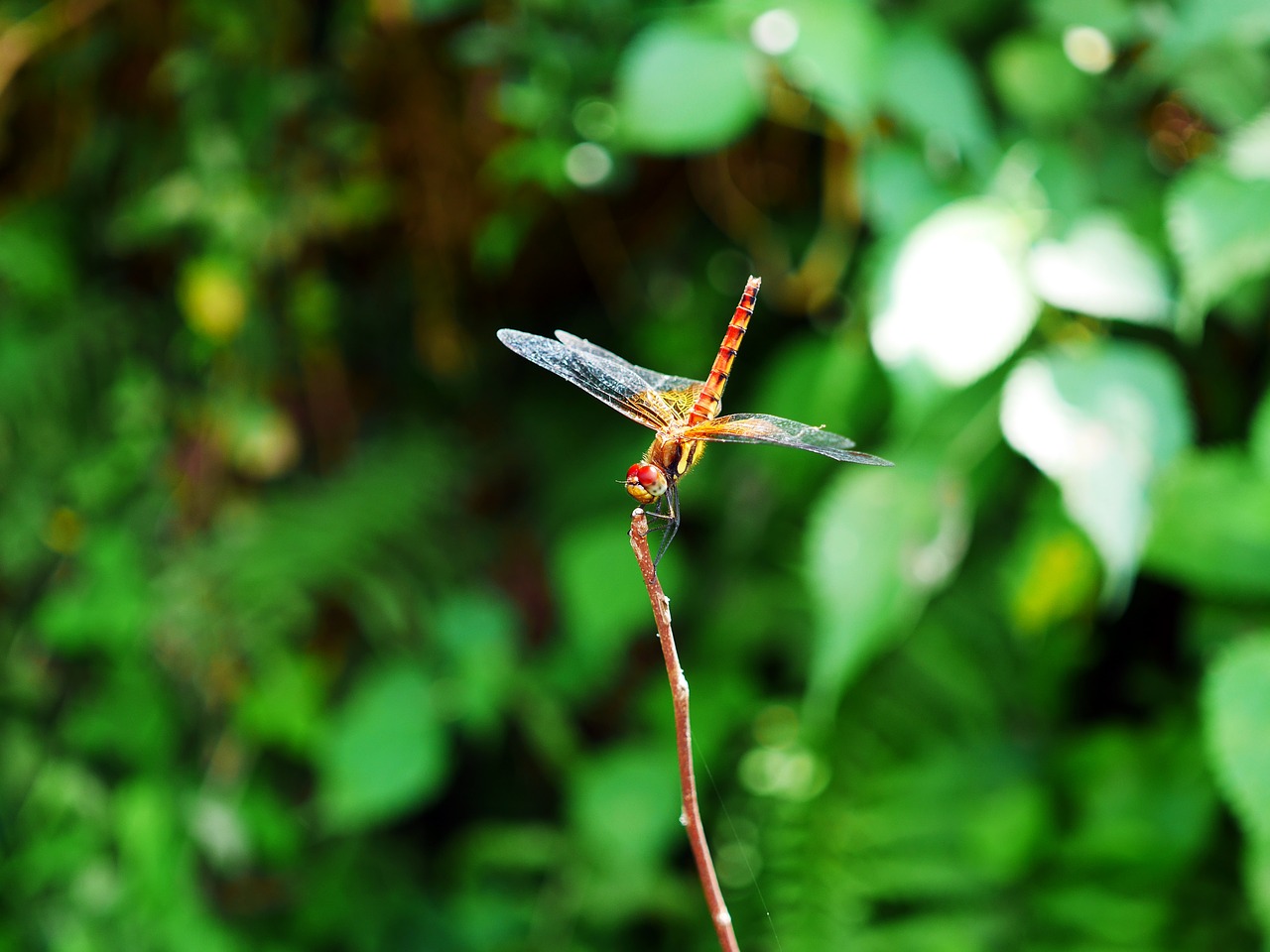 dragonfly red dragonfly nekitonbo free photo